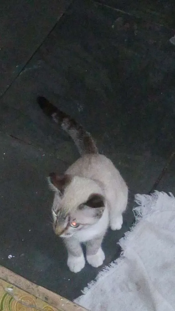 Gato ra a Siamês  idade 2 a 6 meses nome Tigrinho