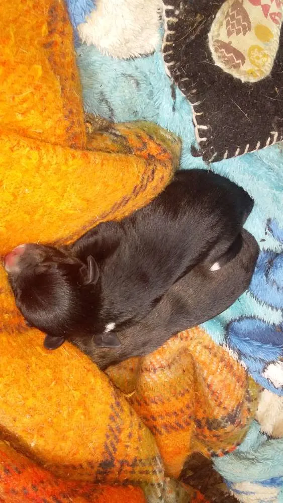 Cachorro ra a Vira lata com pitib idade Abaixo de 2 meses nome Nao tem