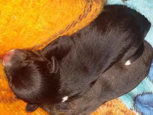 Cachorro ra a Vira lata com pitib idade Abaixo de 2 meses nome Nao tem
