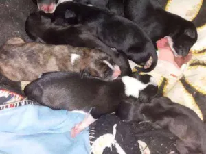 Cachorro raça Vira lata com pitib idade Abaixo de 2 meses nome Nao tem