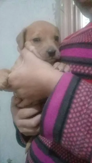 Cachorro raça  idade Abaixo de 2 meses nome Sem nome