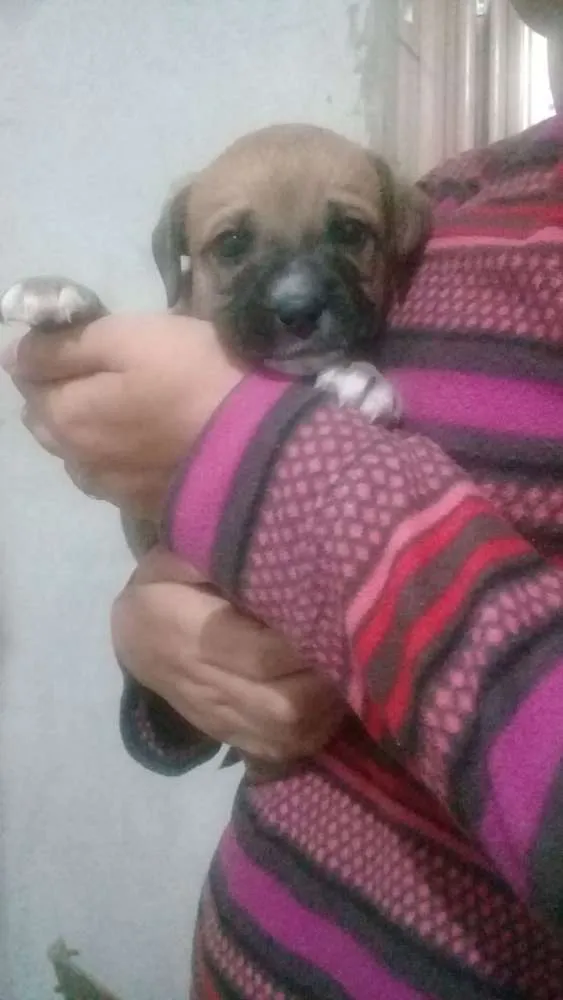 Cachorro ra a  idade Abaixo de 2 meses nome Sem nome
