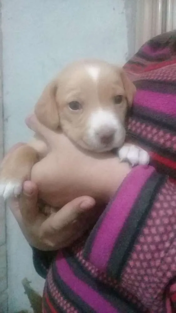 Cachorro ra a  idade Abaixo de 2 meses nome Sem nome