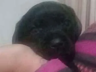 Cachorro ra a  idade Abaixo de 2 meses nome Sem nome