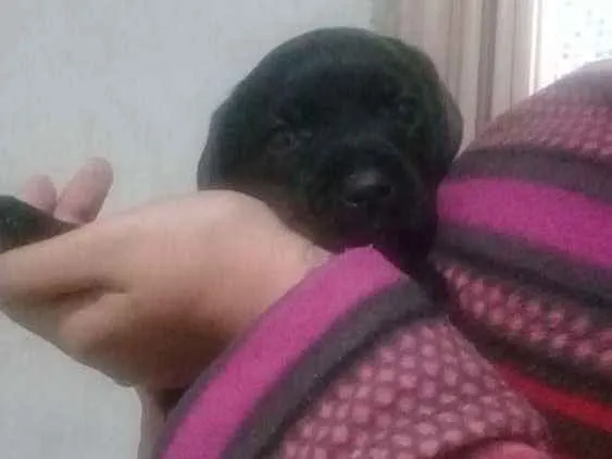 Cachorro ra a  idade Abaixo de 2 meses nome Sem nome