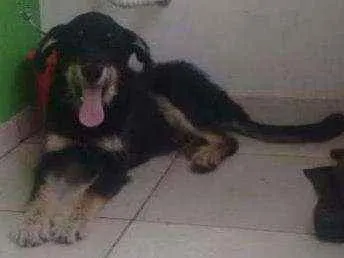 Cachorro ra a Misturado  idade 3 anos nome Esponja