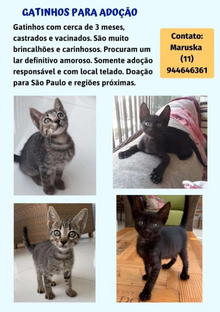 Gato ra a Felino idade 2 a 6 meses nome Fred e Johnny