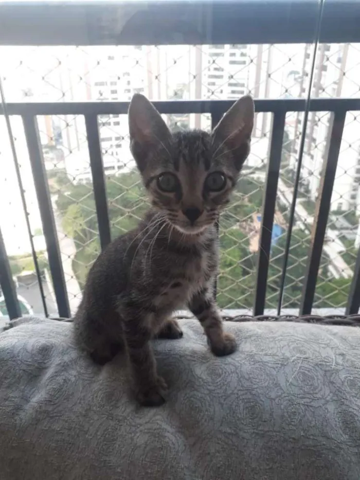 Gato raça Felino idade 2 a 6 meses nome Fred e Johnny