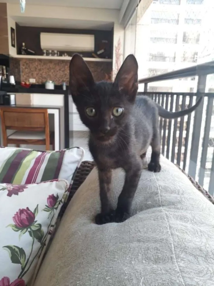 Gato raça Felino idade 2 a 6 meses nome Fred e Johnny