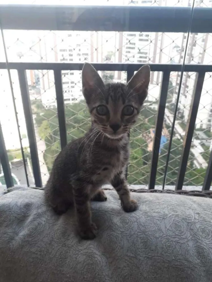 Gato raça Felino idade 2 a 6 meses nome Fred e Johnny
