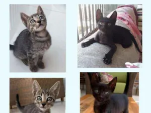 Gato raça Felino idade 2 a 6 meses nome Fred e Johnny