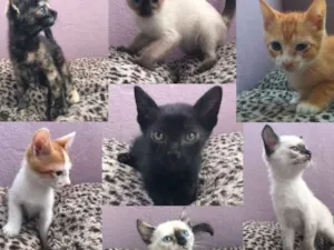 Gato raça SRD idade 2 a 6 meses nome Lindos bebês