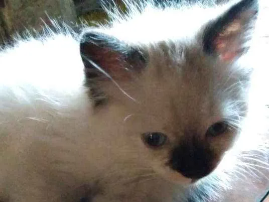 Gato ra a Não definida idade 2 a 6 meses nome Mafalda