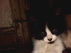 Gato raça Não definida idade 2 a 6 meses nome Tony