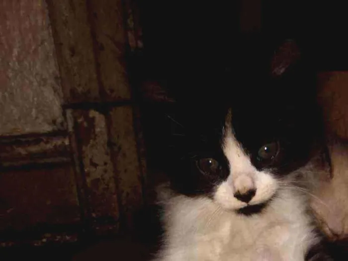 Gato ra a Não definida idade 2 a 6 meses nome Tony