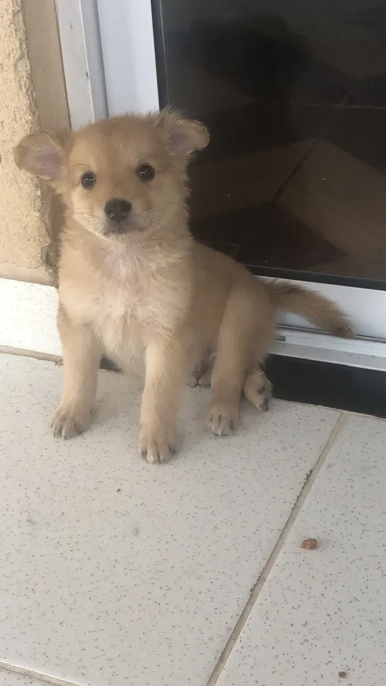 Cachorro ra a Sem raça definida idade 2 a 6 meses nome Estão todos sem nome
