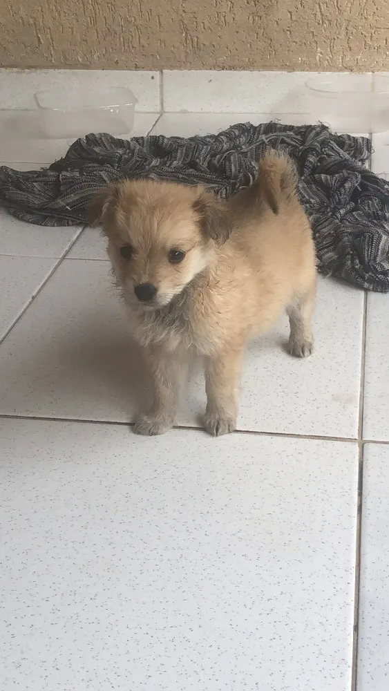 Cachorro ra a Sem raça definida idade 2 a 6 meses nome Estão todos sem nome