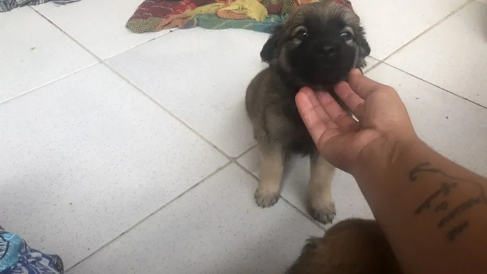 Cachorro ra a Sem raça definida idade 2 a 6 meses nome Estão todos sem nome