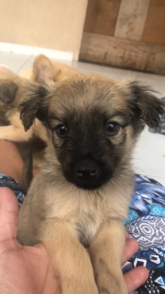 Cachorro ra a Sem raça definida idade 2 a 6 meses nome Estão todos sem nome