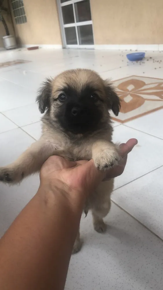 Cachorro ra a Sem raça definida idade 2 a 6 meses nome Estão todos sem nome