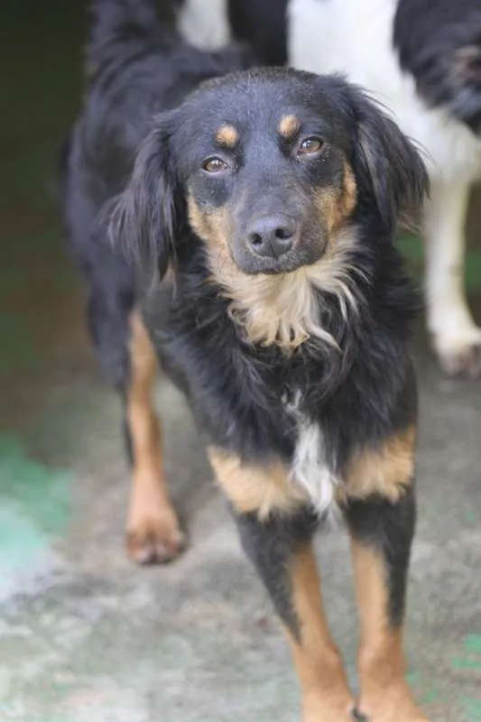 Cachorro ra a  idade 2 anos nome Airon Pequeno