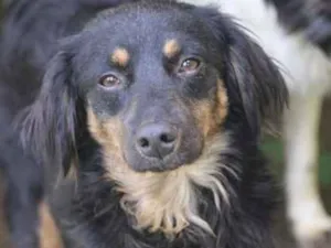 Cachorro raça  idade 2 anos nome Airon Pequeno
