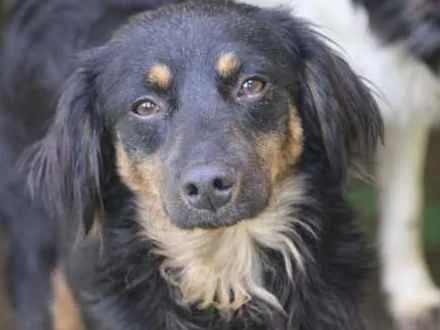 Cachorro ra a  idade 2 anos nome Airon Pequeno