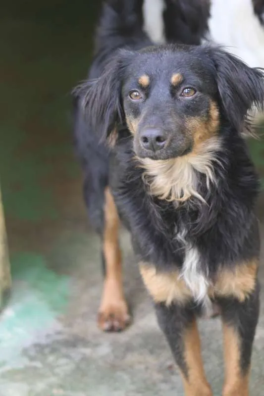 Cachorro ra a  idade 2 anos nome Airon Pequeno