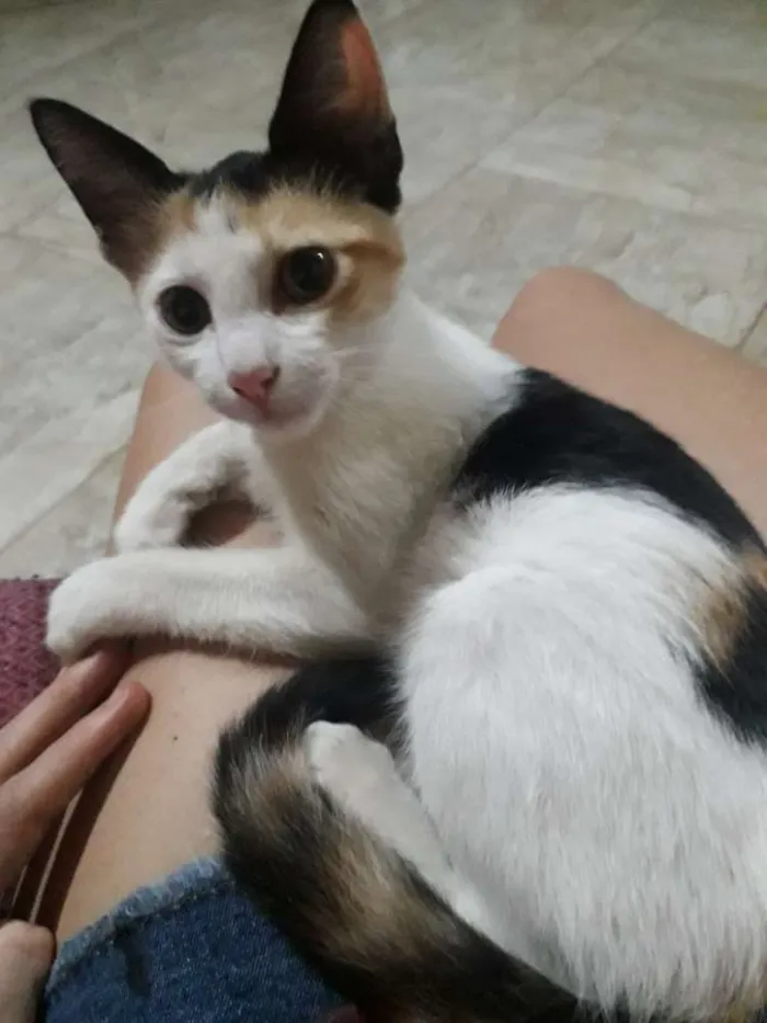 Gato ra a  idade 2 a 6 meses nome Sem nome