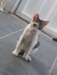 Júlio