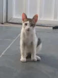 Júlio