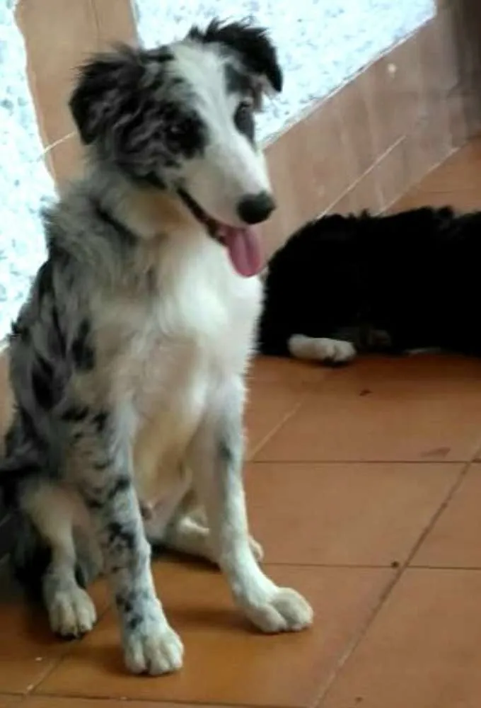 Cachorro ra a Border Collie idade 7 a 11 meses nome Dexter ou Lincoln 