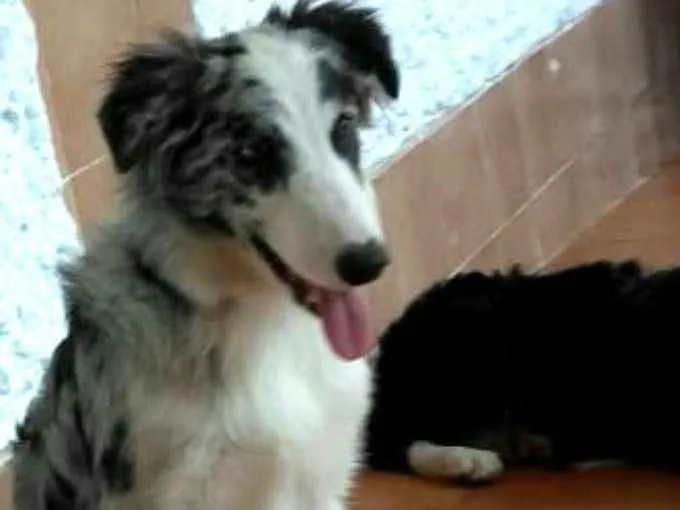 Cachorro ra a Border Collie idade 7 a 11 meses nome Dexter ou Lincoln 