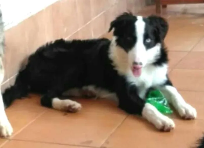 Cachorro ra a Border Collie idade 7 a 11 meses nome Dexter ou Lincoln 