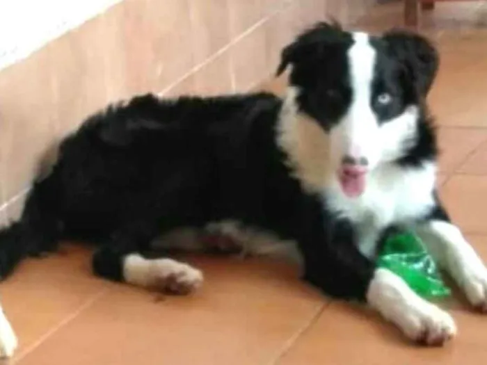 Cachorro ra a Border Collie idade 7 a 11 meses nome Dexter ou Lincoln 