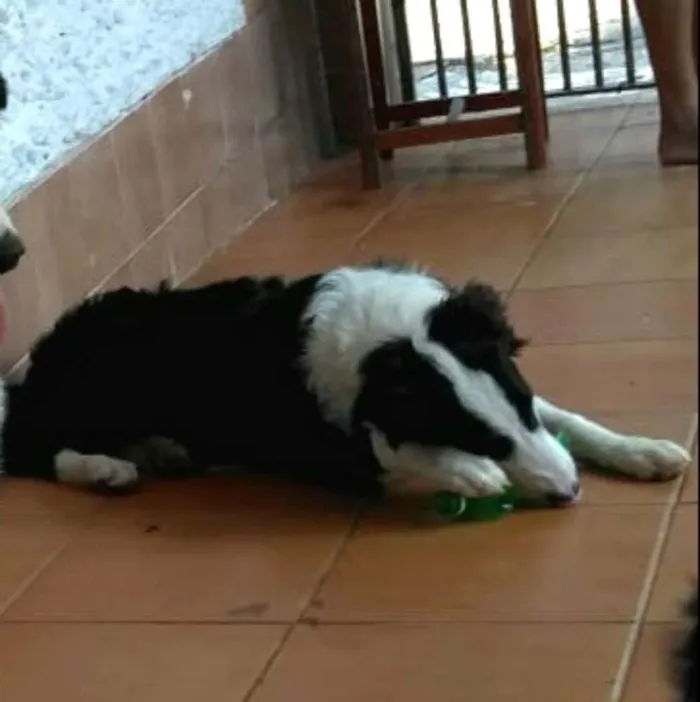Cachorro ra a Border Collie idade 7 a 11 meses nome Dexter ou Lincoln 