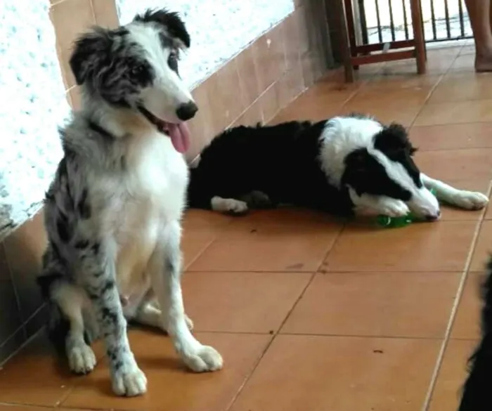 Cachorro ra a Border Collie idade 7 a 11 meses nome Dexter ou Lincoln 