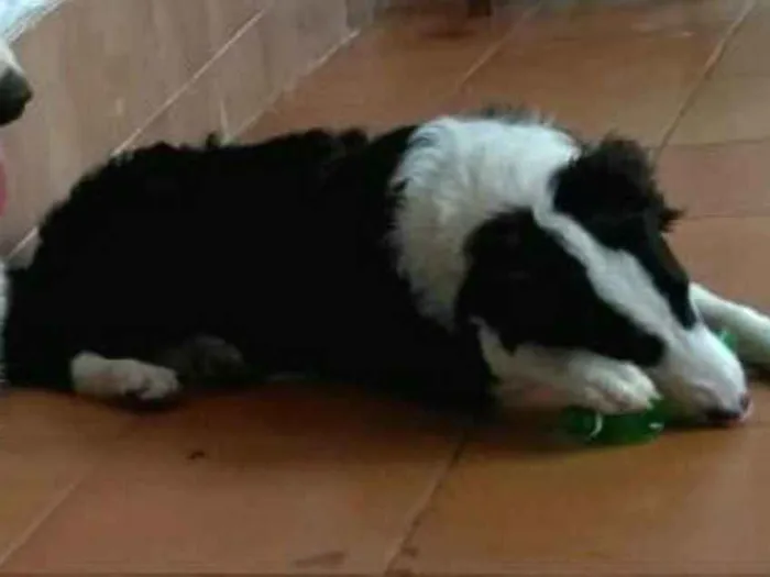 Cachorro ra a Border Collie idade 7 a 11 meses nome Dexter ou Lincoln 