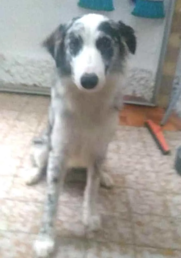 Cachorro ra a Border Collie idade 7 a 11 meses nome Dexter ou Lincoln 
