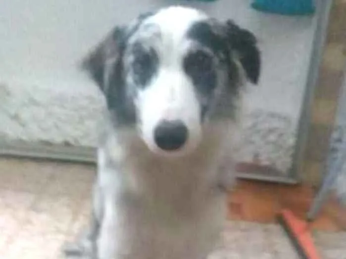 Cachorro ra a Border Collie idade 7 a 11 meses nome Dexter ou Lincoln 