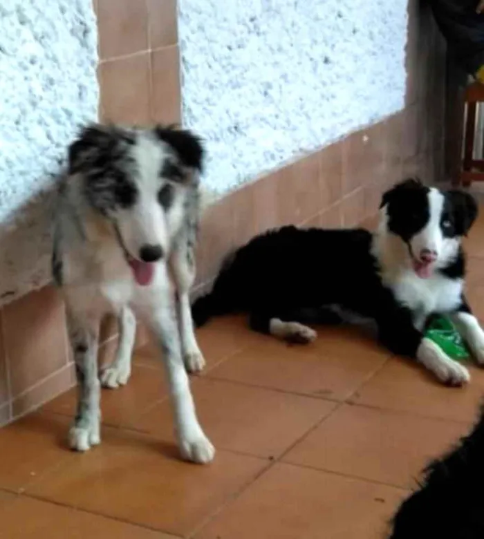 Cachorro ra a Border Collie idade 7 a 11 meses nome Dexter ou Lincoln 
