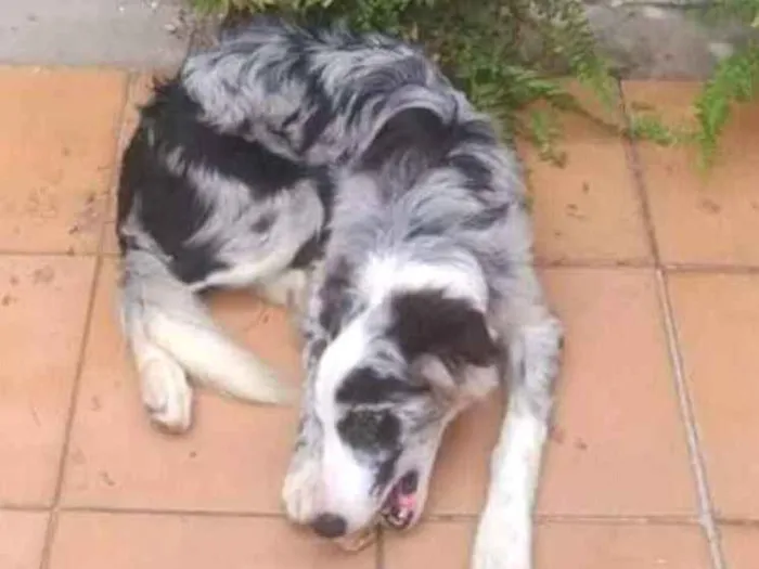 Cachorro ra a Border Collie idade 7 a 11 meses nome Dexter ou Lincoln 
