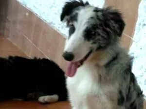 Cachorro raça Border Collie idade 7 a 11 meses nome Dexter ou Lincoln 