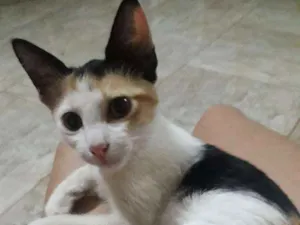 Gato raça  idade 2 a 6 meses nome Sem nome