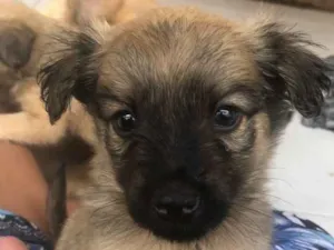 Cachorro raça Sem raça definida idade 2 a 6 meses nome Estão todos sem nome