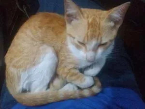 Gato raça SRD idade 2 a 6 meses nome Lindinha