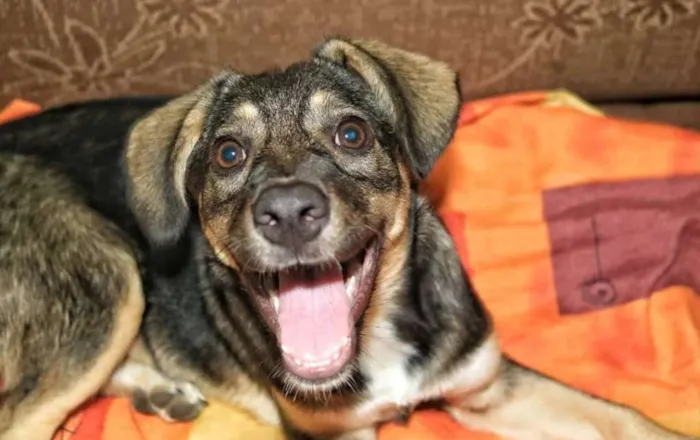 Cachorro ra a Srd idade 2 a 6 meses nome Catiora