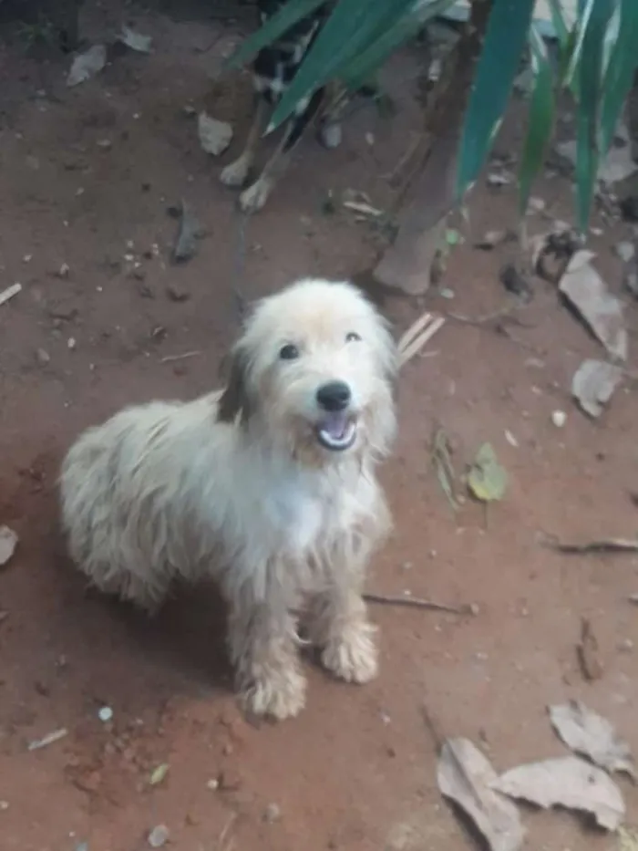 Cachorro raça Podlle idade 3 anos nome Lindinha 