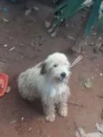 Lindinha 