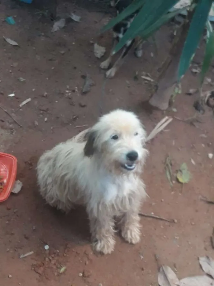 Cachorro raça Podlle idade 3 anos nome Lindinha 